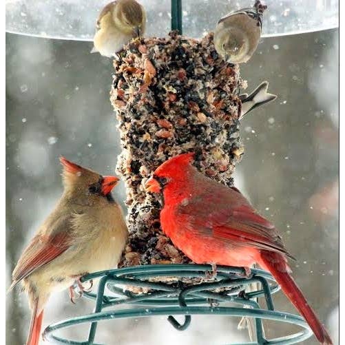 Mr Bird - Wholesale Bird Feeder - WildBird Feast Cylinder - Small
