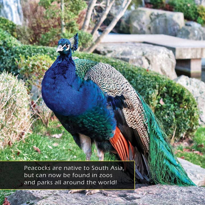 My Incredible World - Wholesale Nature & Outdoors Book - Peacocks! A My Incredible World Picture Book for Children2