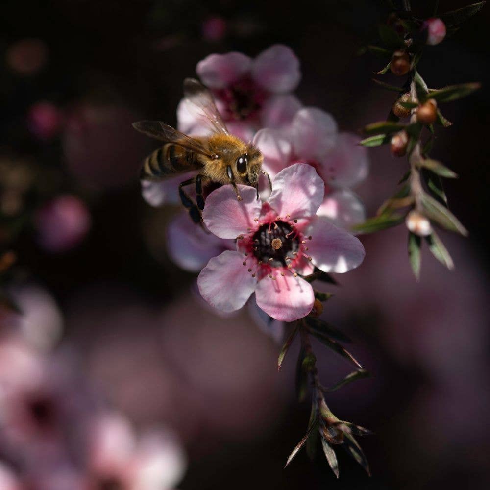 L'ABELLA MIEL - Vendita all'ingrosso Miele - Miele di Manuka L'Abellamel 250G3