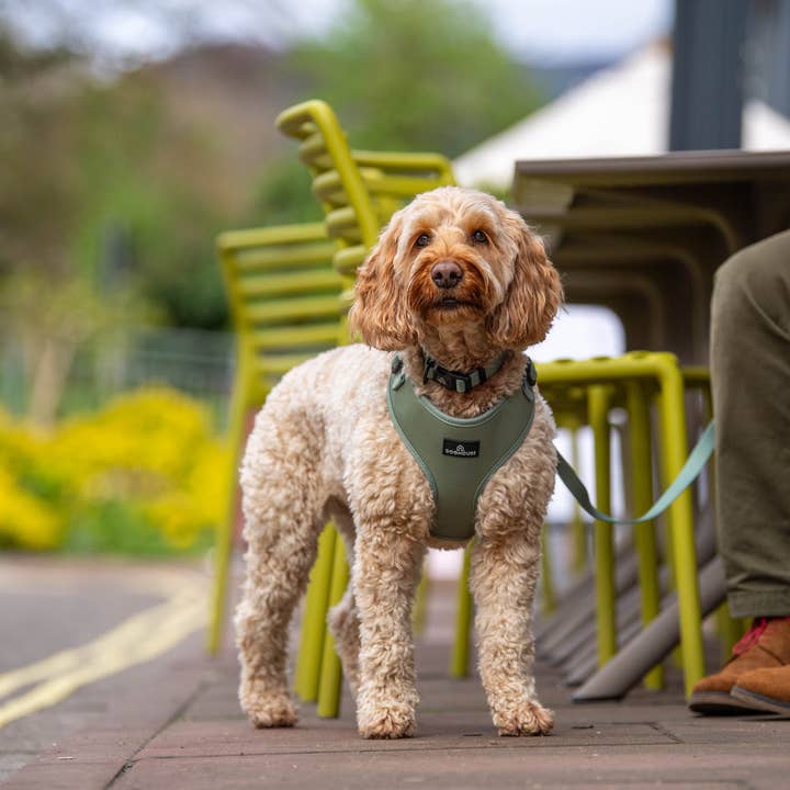 Doghouse - Wholesale Pet leash – Dog - Doghouse Everyday Comfort Dog Lead7