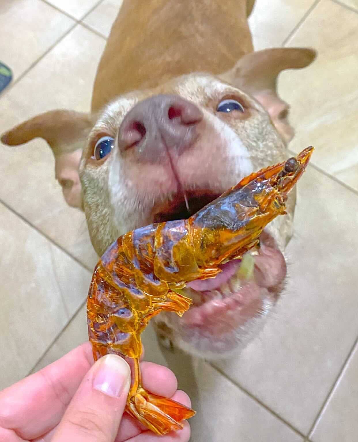 Naked Beasts, Inc. - Wholesale Pet Treats - Dog - Shrimp (+Freeze Dried Options)7