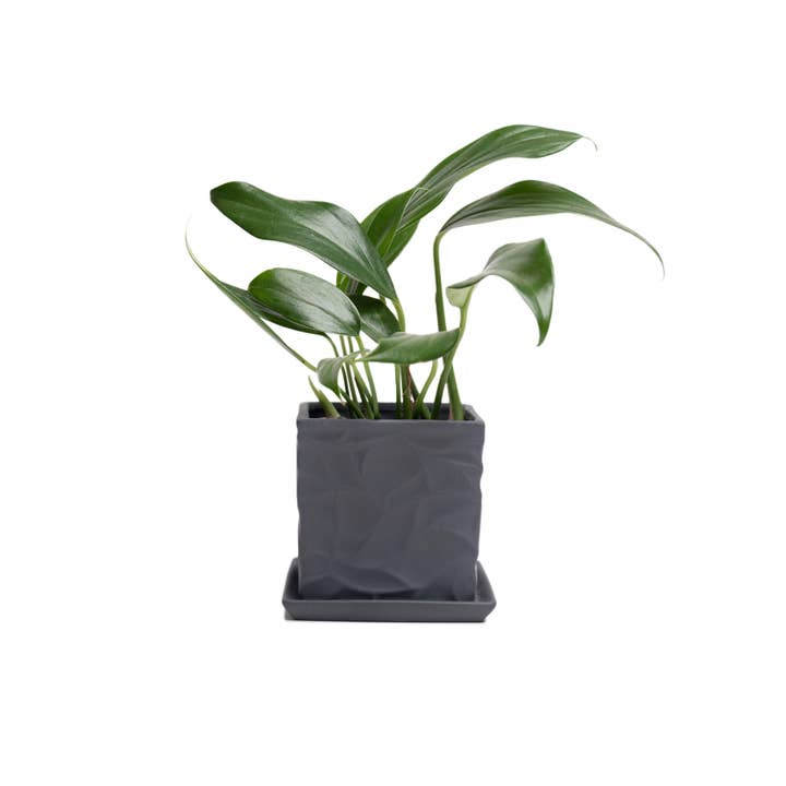 Chive - Wholesale Plant Pot - Virago Planter Pots With Drainage Hole 5 Inch Pot And Saucer26