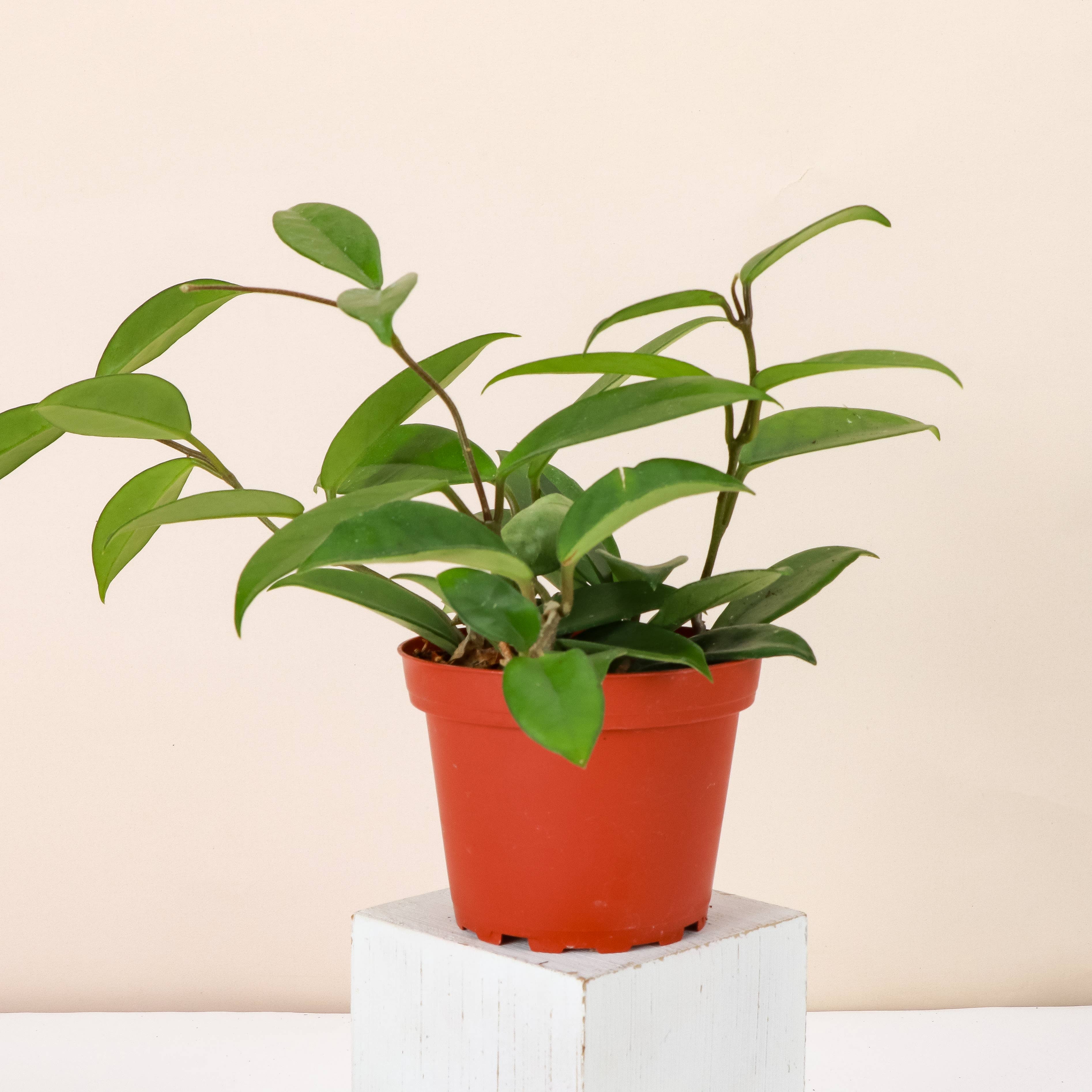 Thorsen's Greenhouse - Wholesale Live Plant - Hoya Carnosa - Wax Plant - Live Plant4