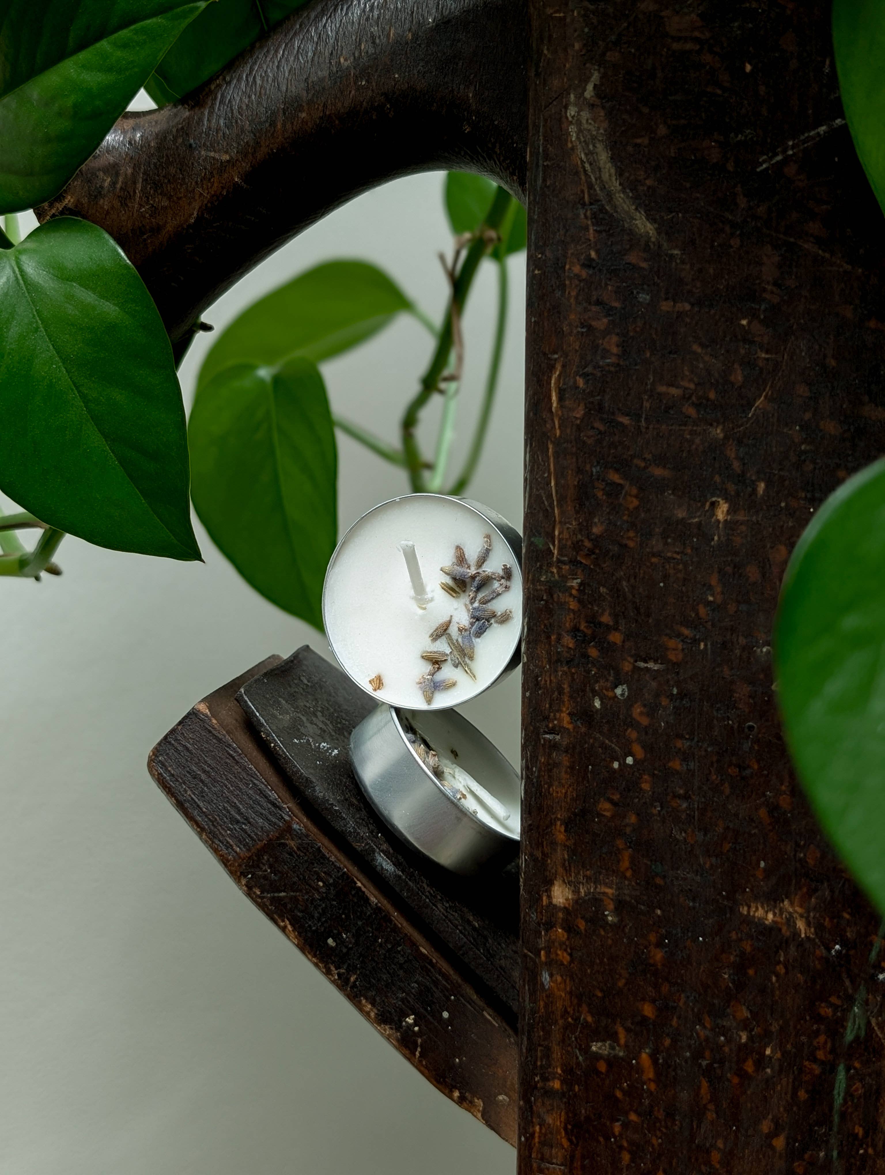 Banksia Botanicals - Wholesale Tea Light Candles - Lavender Soy Wax Tea Lights