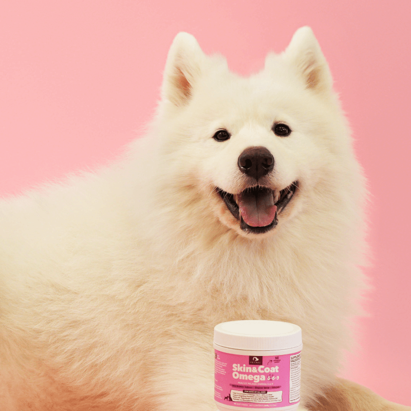 Petpal - Vendita all'ingrosso Integratore per animali domestici - Cani - Petpal Omega Soft Chew per pelle e pelo dei cani - Integratore alimentare per animali2