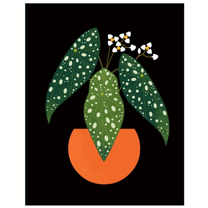 Polka Dot Begonia for wholesale by Amber Leaders Designs