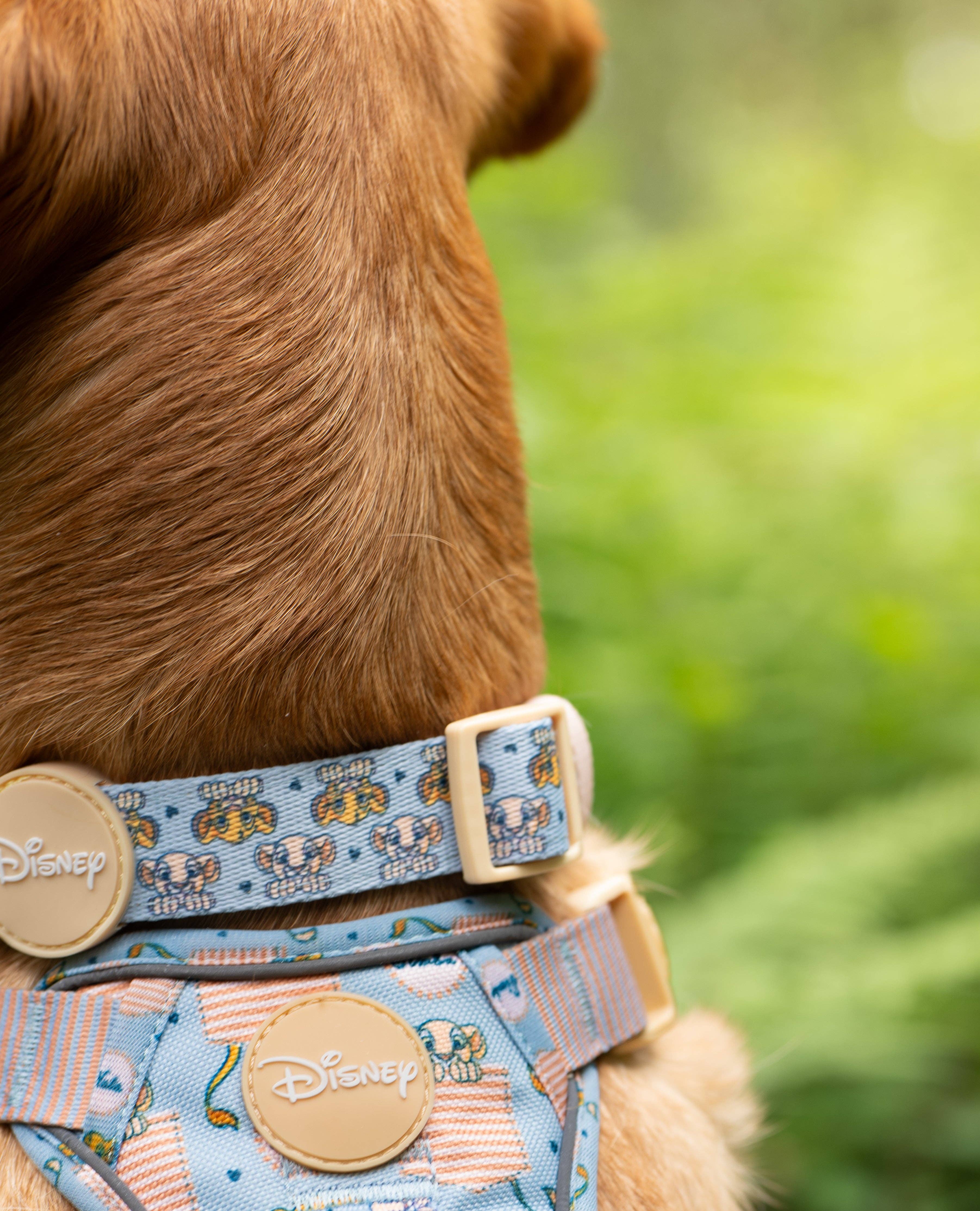 Pawsome Paws - Vendita all'ingrosso Collare - Cani - Collare Disney© - Amici del leone4