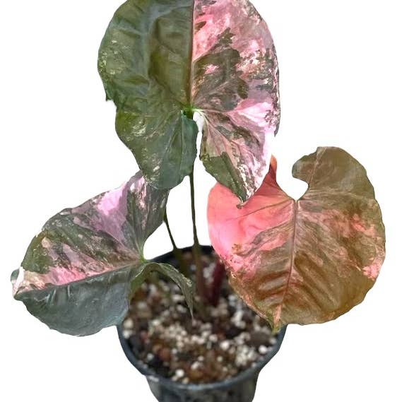 Plant Vault - Wholesale Live Plant - Syngonium Strawberry Ice0