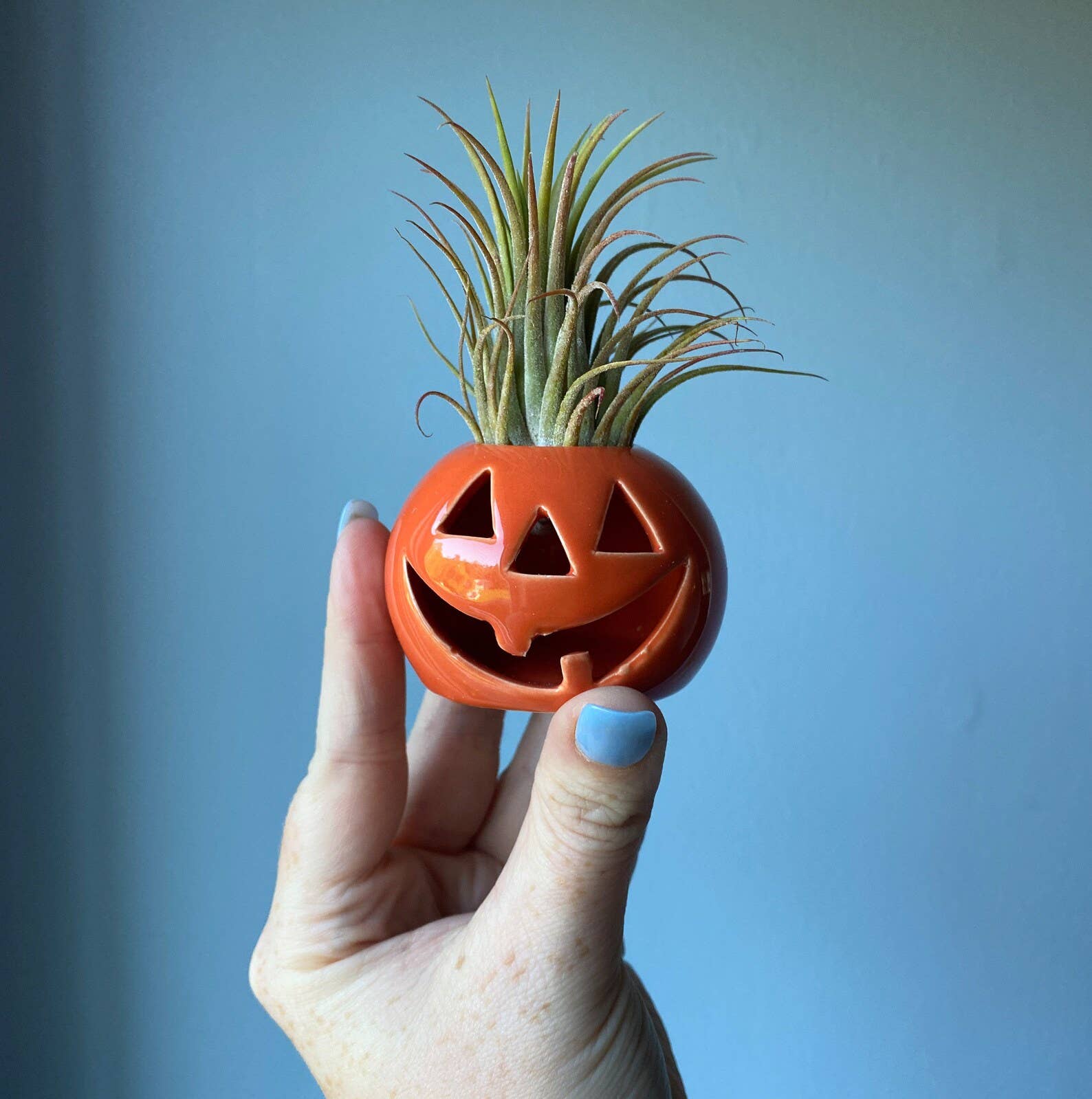 The Simply Crafty Shop - Wholesale Plant Pot - Ceramic Jack-O-Lantern Air Plant Holder2