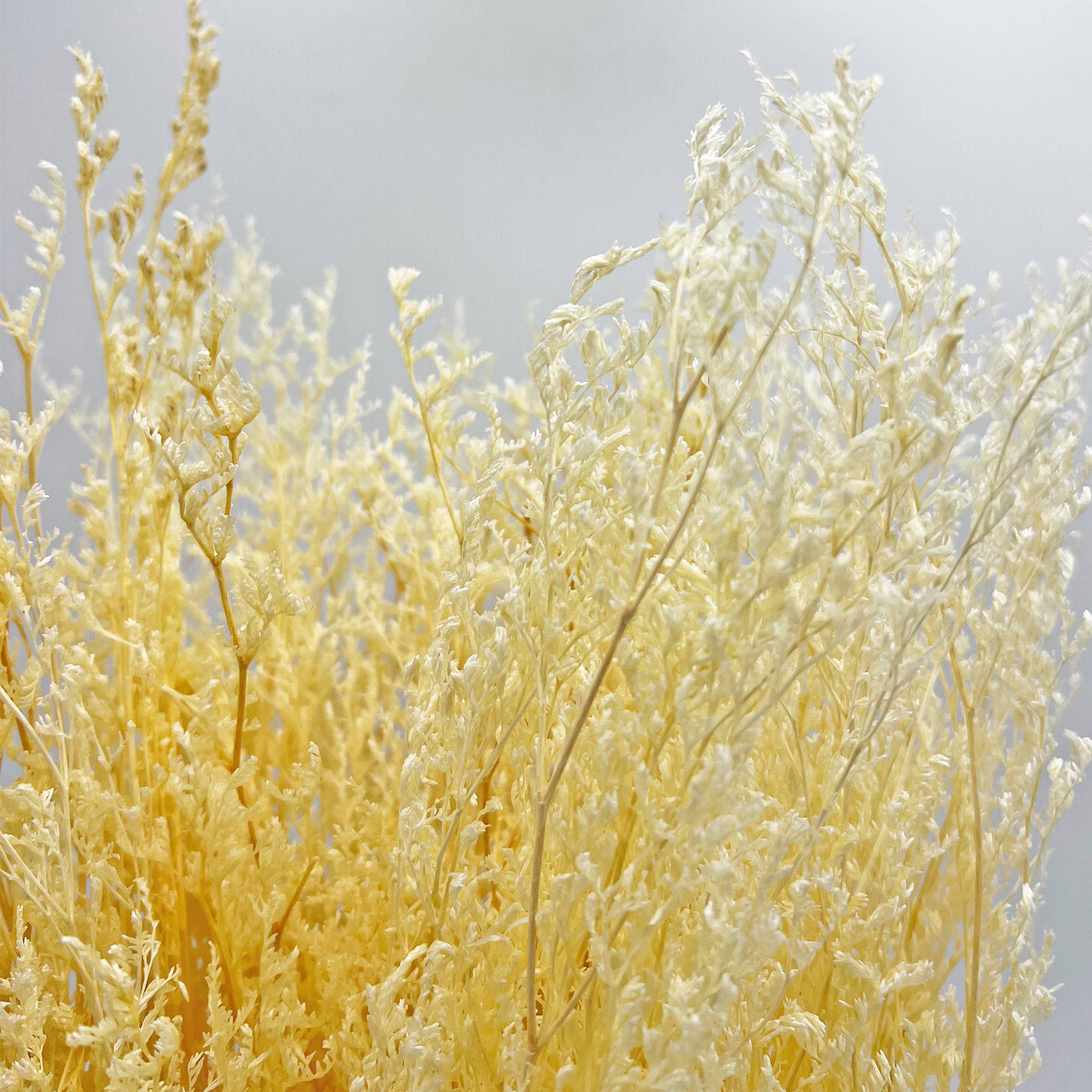 2626 Designs - Wholesale Dried/Pressed Flowers - Dried Preserved Valentin Grass Bouquet 21" Multiple Colors10