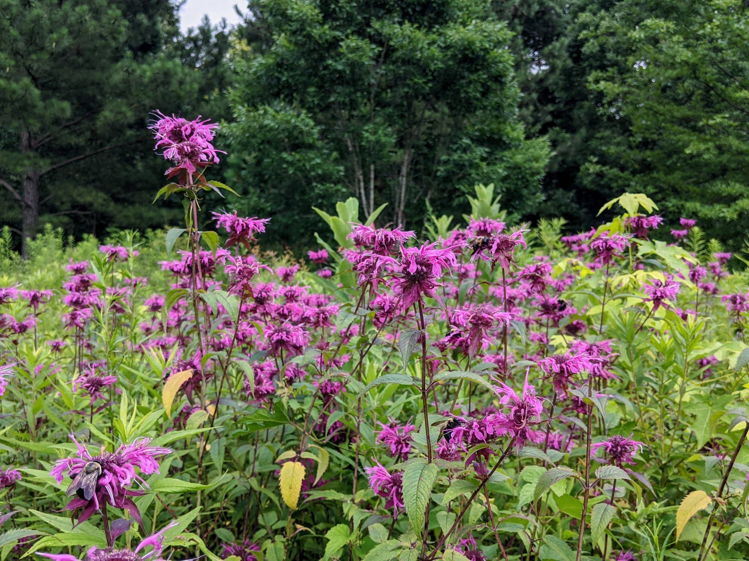 Rowan + Sage - Wholesale Tincture - Breathe Easy Tincture Formula – For Respiratory Support1