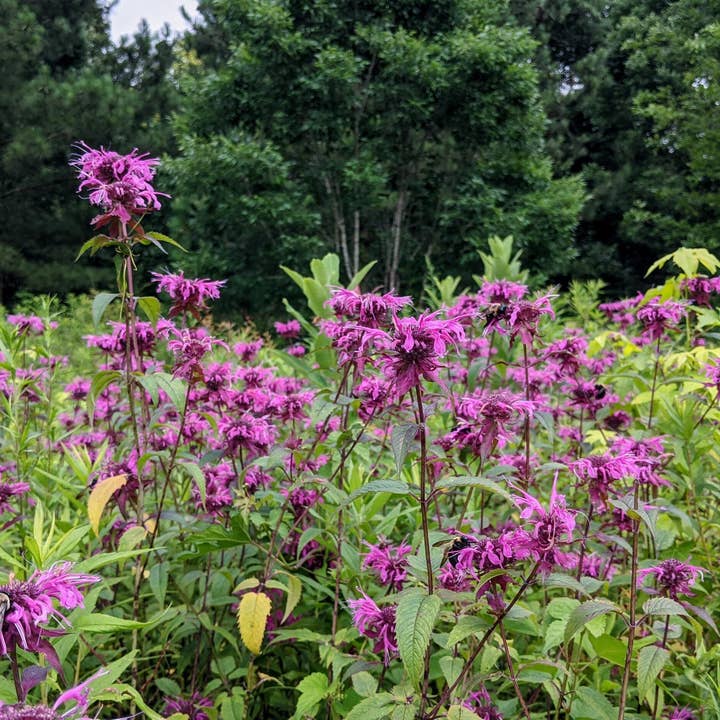 Rowan + Sage - Wholesale Tincture - Breathe Easy Tincture Formula – For Respiratory Support1