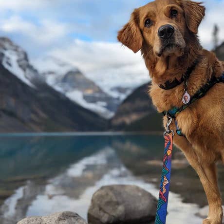 Woof & Stuff - Wholesale Pet leash – Dog - Midnight Sun Leash1