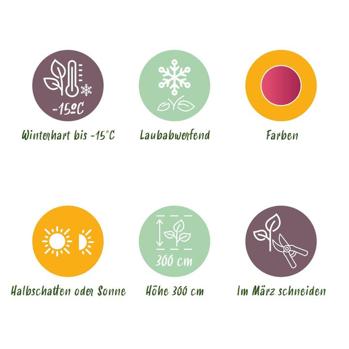 Oasis of Life – wholesale Live plant – Japanese Maple – Acer palmatum 'Phoenix' – 2 plants – 70 cm high – Ø19cm – bright red-orange – balcony & garden plant5