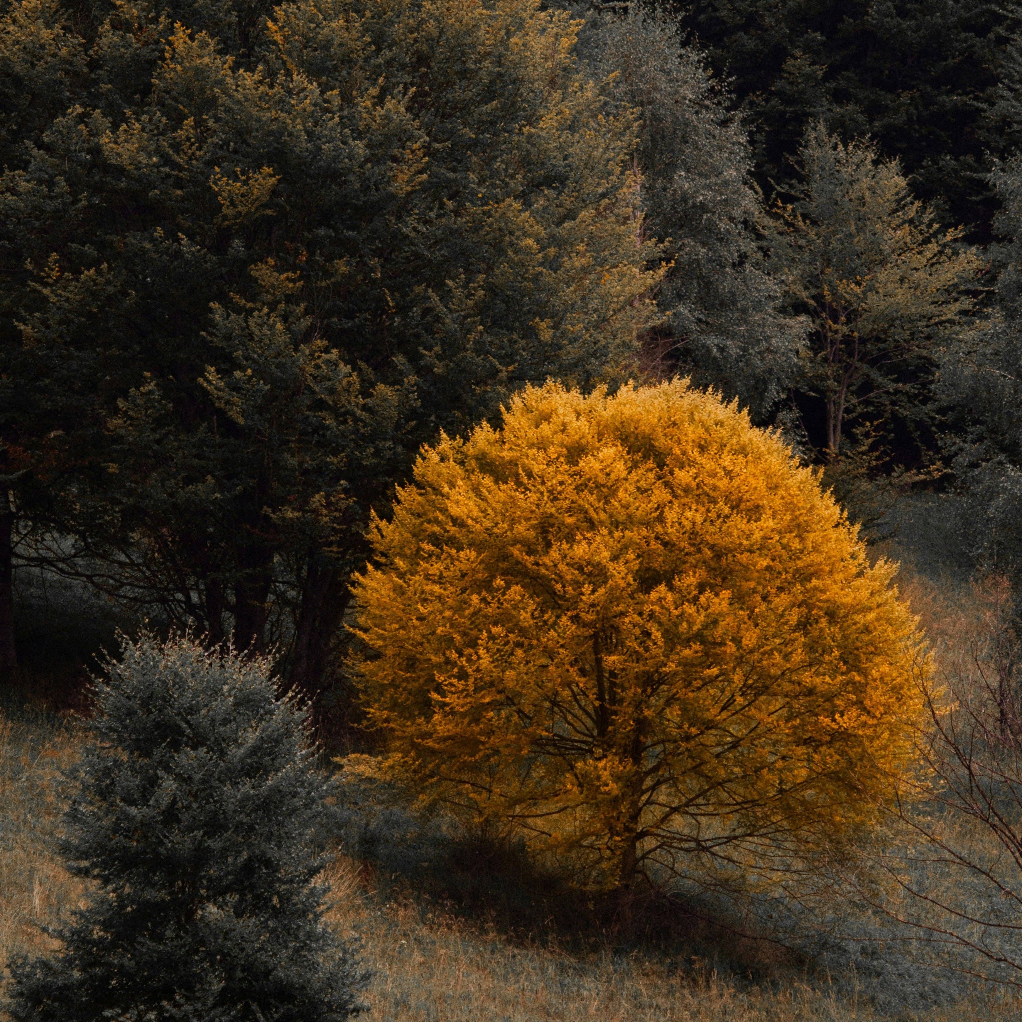 Three More Days Collection - Wholesale Essential Oil - Solace Essential Oil Blend1