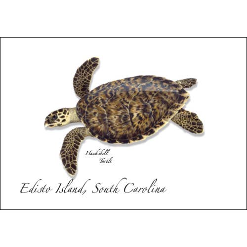 Hawksbill Turtle for wholesale by Earth Sky + Water