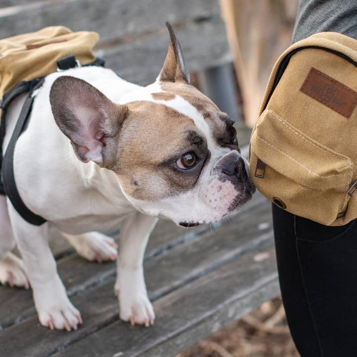 BoxDog - Vente Sac à friandises – chien - Set assorti sac à dos pour chien, sac à dos humain et pochette à friandises7