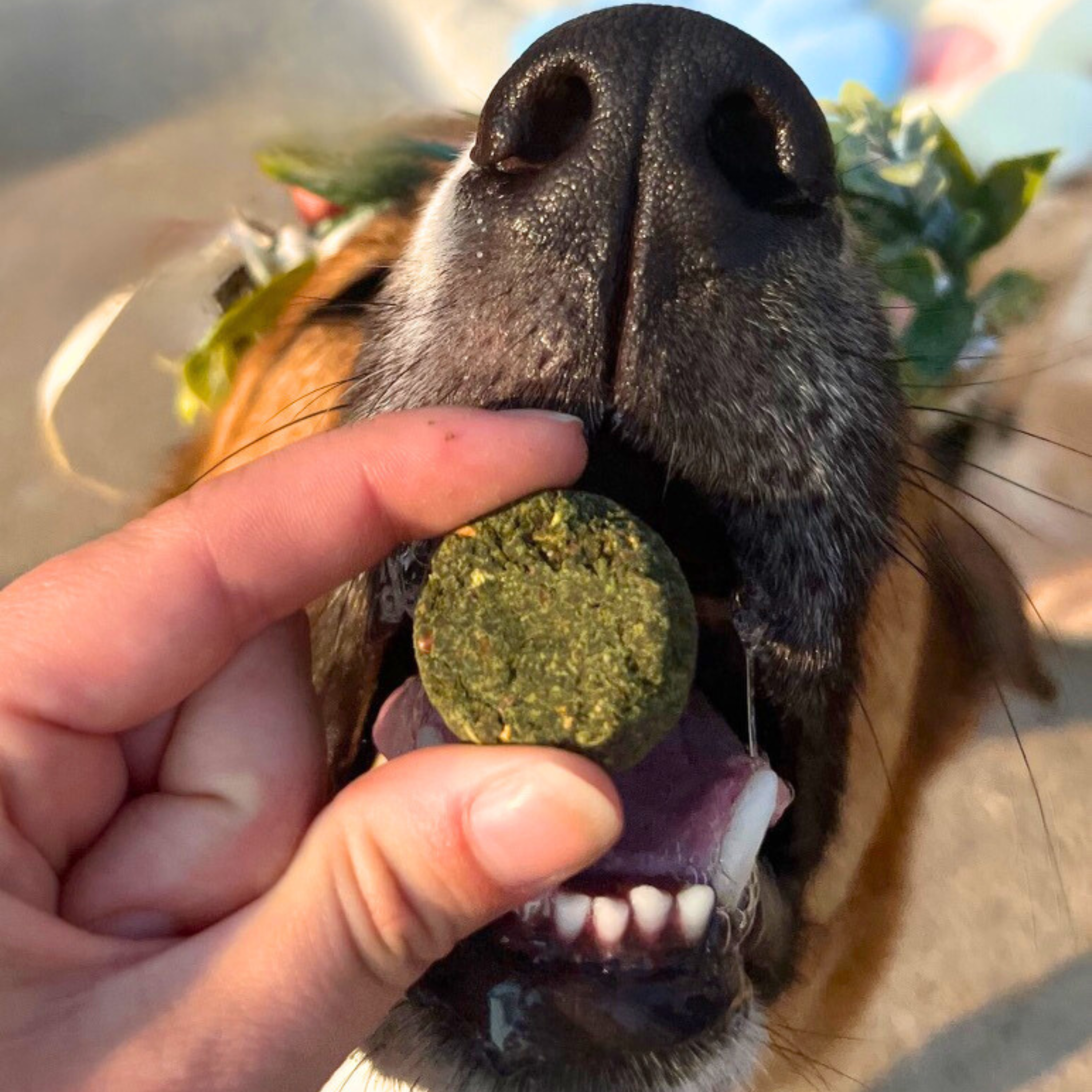 Chippin - Wholesale Pet Treats - Dog - Veggie Dailies Kale Carrot Spirulina Dog Treats2