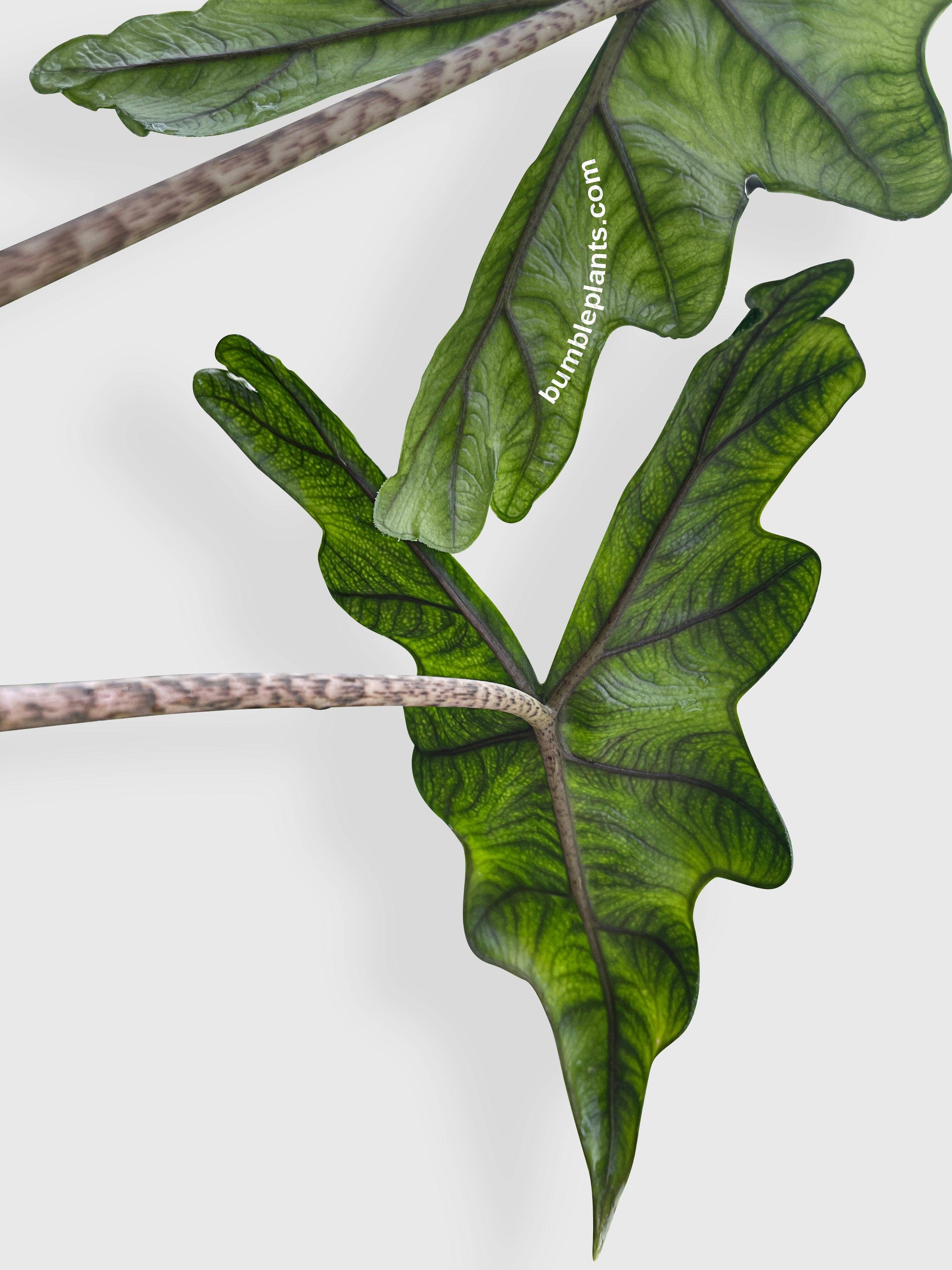 Bumble Plants - Wholesale Live Plant - Alocasia Jacklyn6