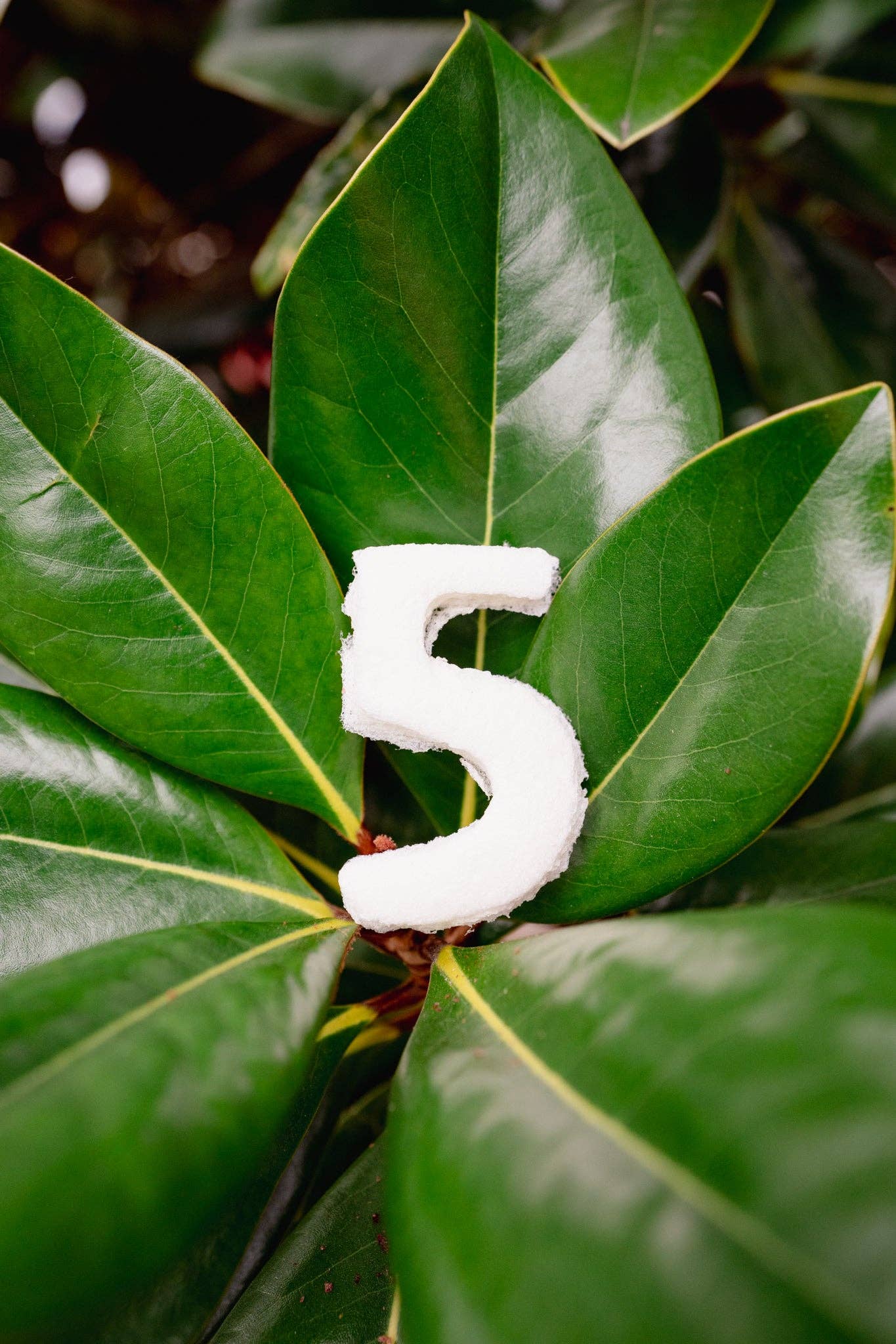 Love Liparu - Wholesale Pet Treats - Dog - MARSHMALLOW NUMBER | Freeze-Dried Dog + Cat Treat6