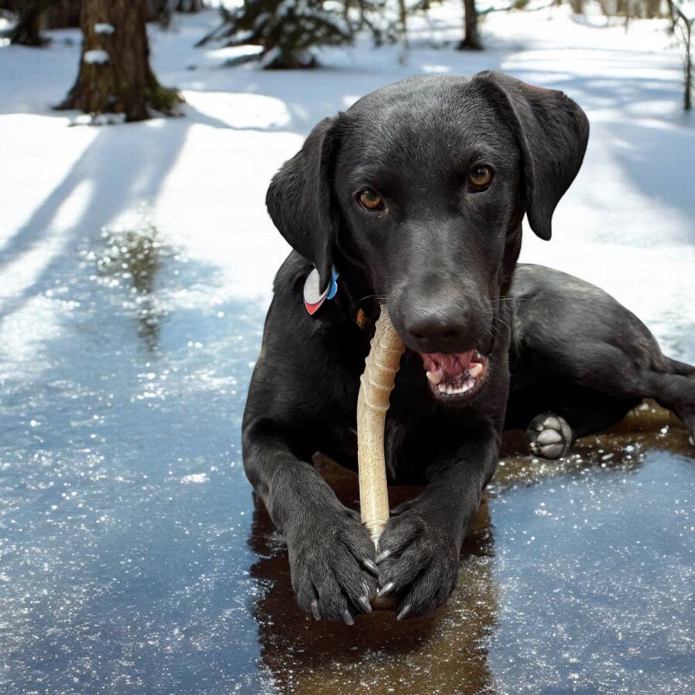 SodaPup Dog Toys - Wholesale Pet Chew Toy - Dog - Hockey Stick Durable Nylon Chew Toy  - Medium1