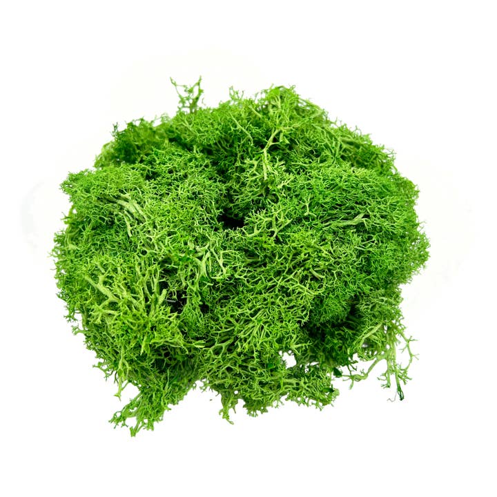2626 Designs - Wholesale Dried/Pressed Flowers - Preserved Reindeer Moss in Multiple Colors8