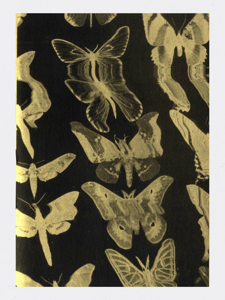 Butterfly Print for wholesale by Hopeworld