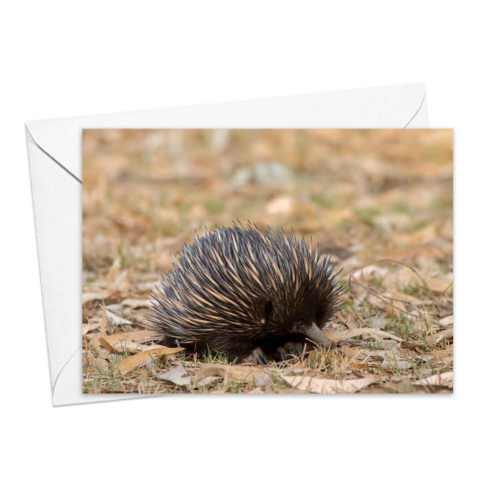 Echidna greeting card for wholesale by Kim Storey Photographer