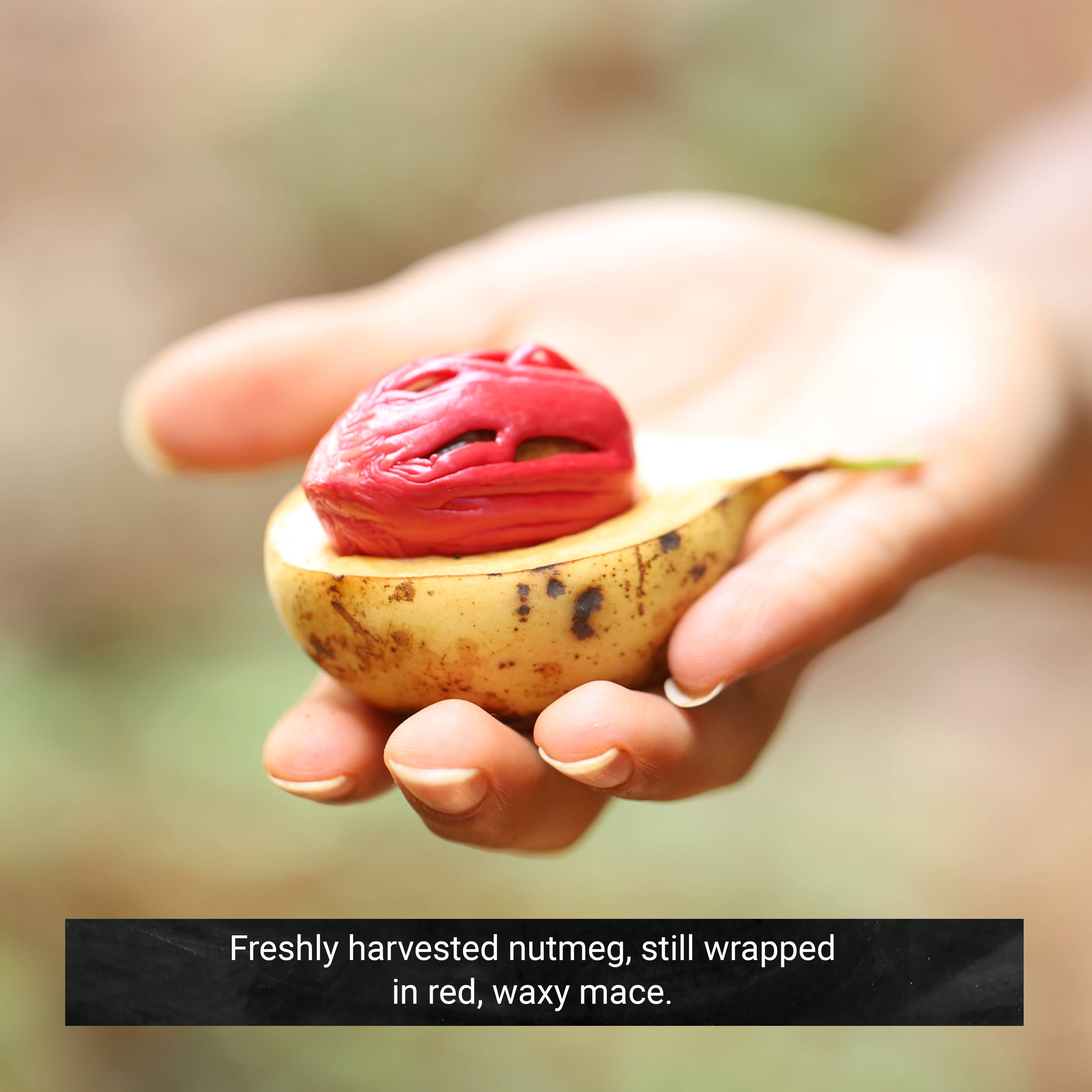 Frontier Co-op - Wholesale Dried Spice Mix - Organic Pumpkin Pie Spice - Cinnamon, Ginger, Cloves, Nutmeg4