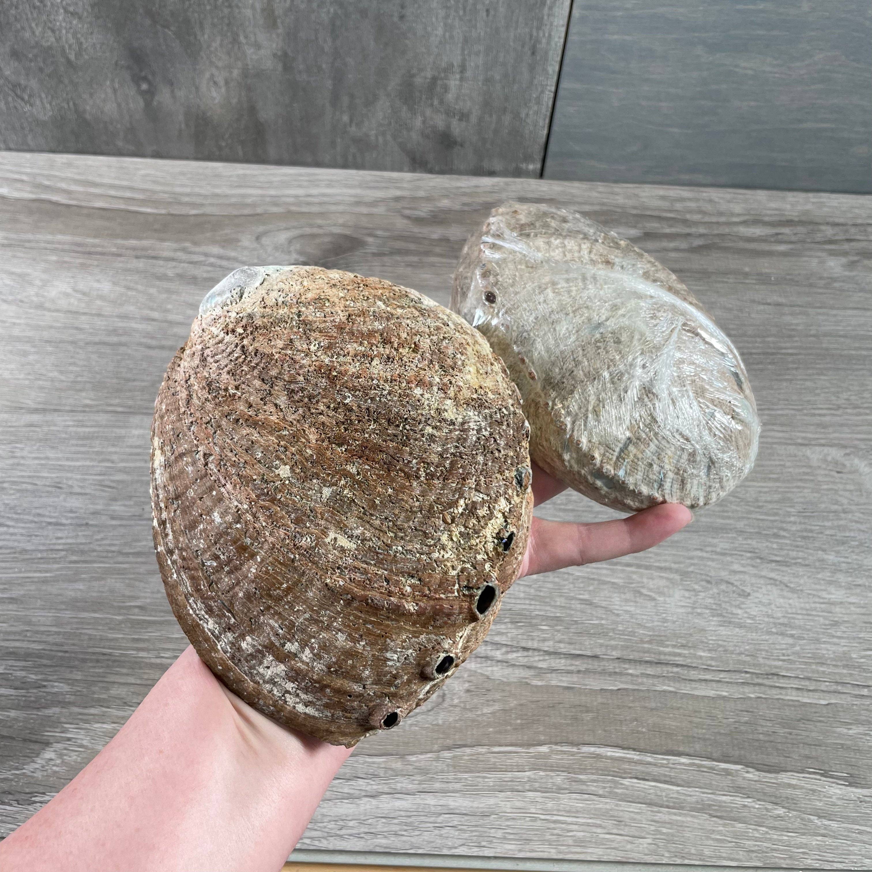 Keystone Crystals - Wholesale Smudge Plate - Shells for Smudging1