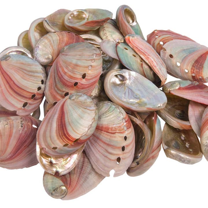 Nature's Retreat - Wholesale Smudge Plate - Red abalone smudge shell: Small 3 inch