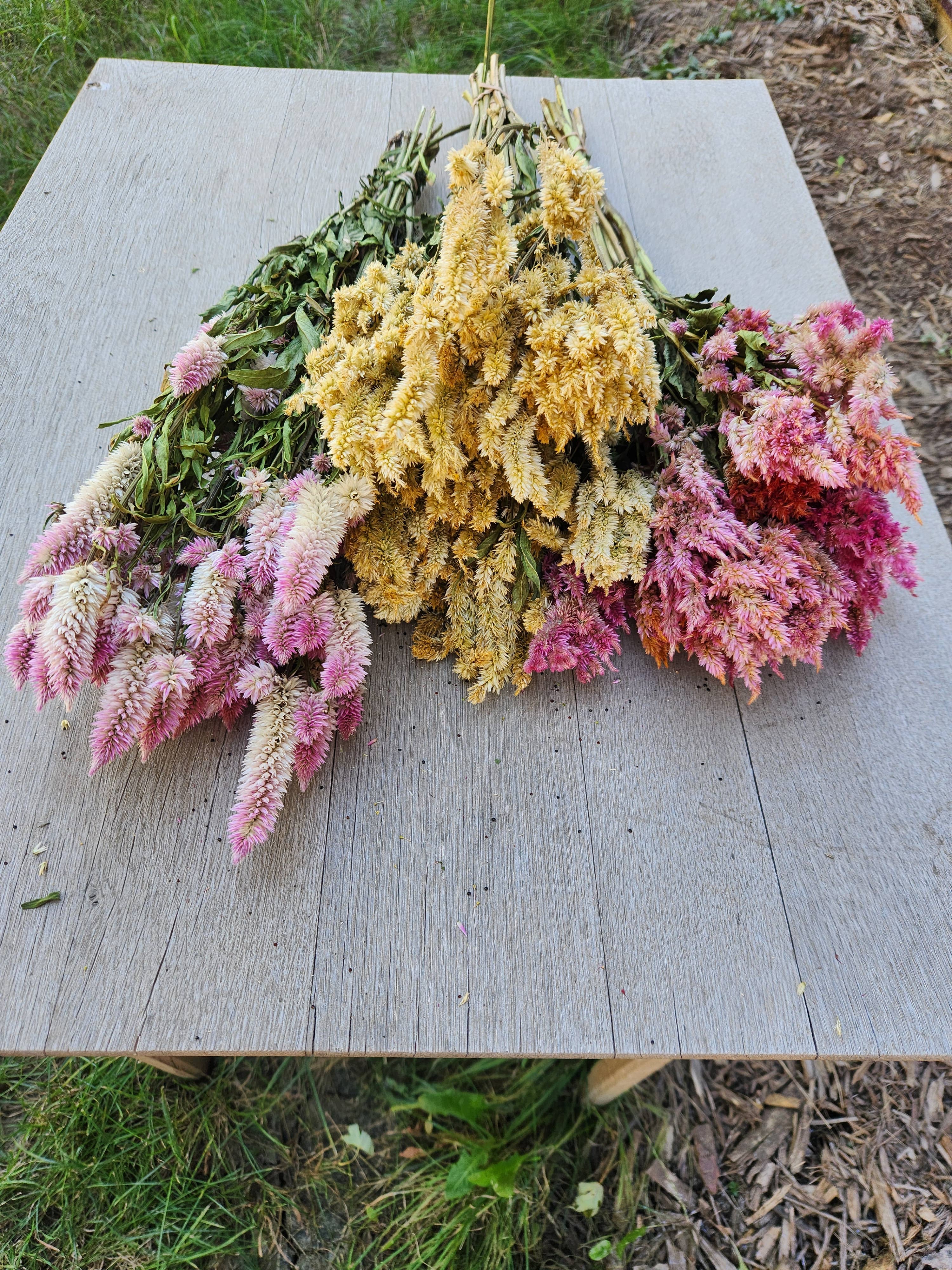 Alissas Flower Farm - Wholesale Dried/Pressed Flowers - Dried Celosia, Comb12