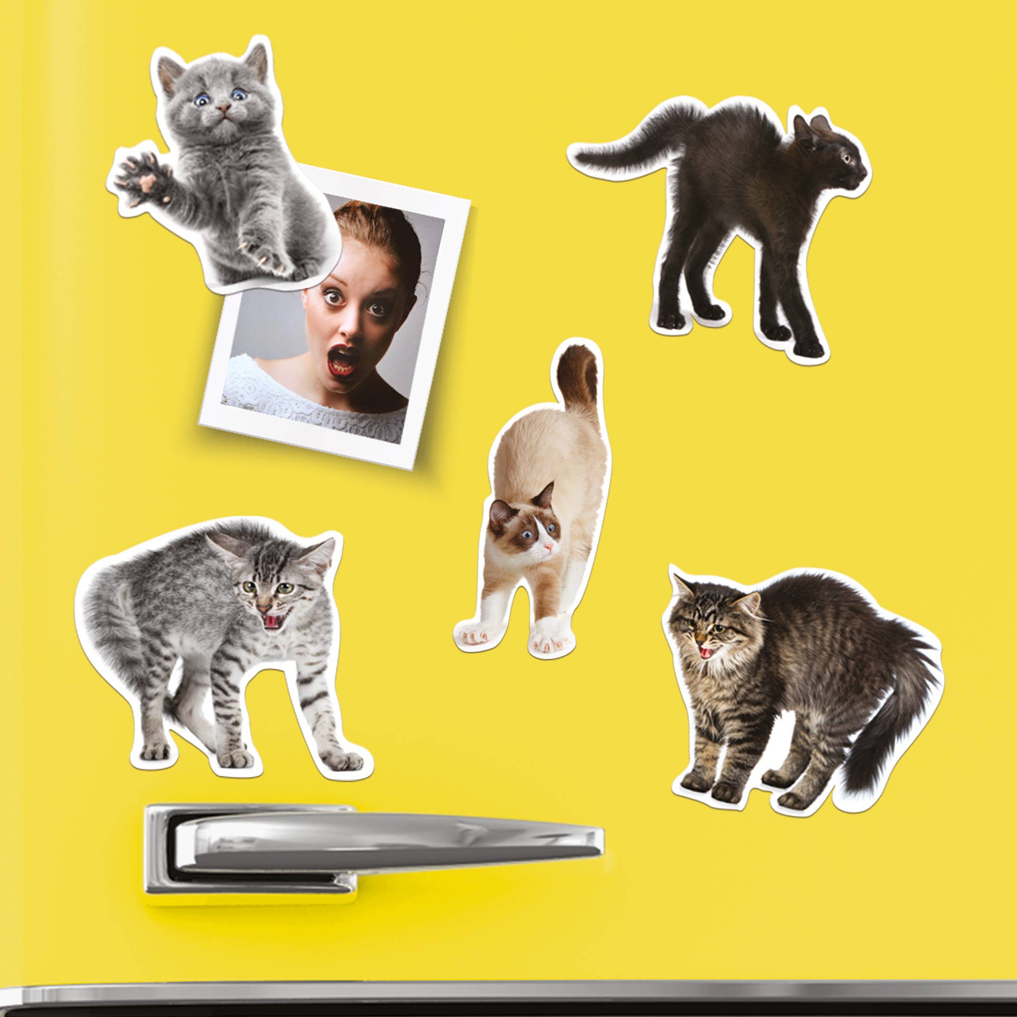 Mustard – wholesale Magnet – Scaredy Cat Magnets7