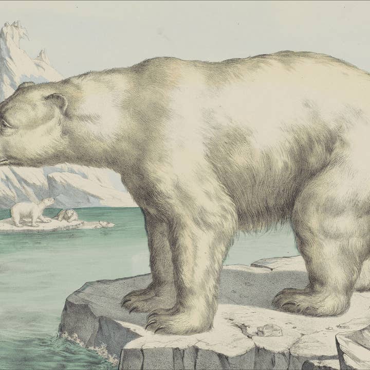 Polar Bear, 1873 Holiday Cards
Christmas Cards for wholesale by The Retrospect Group Collection