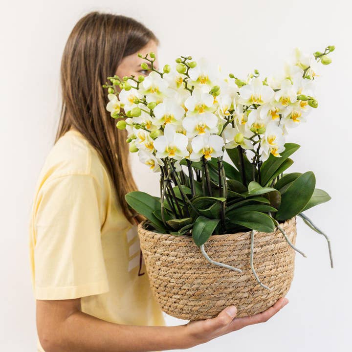 Oasis of Life - Wholesale Live Plant - White plant set in reed basket – 3 Lausanne orchids & 3 green plants "Jungle Bouquet White" – Ø9cm – With self-sufficient water tank – Elegant flower arrangement for home & office – Easy-care & durable5