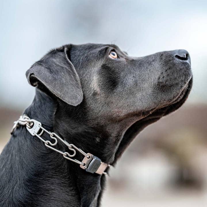 Dogline - Wholesale Pet Collar - Dog - Herm Sprenger - ClicLock Quick Release Buckle - Stainless Steel