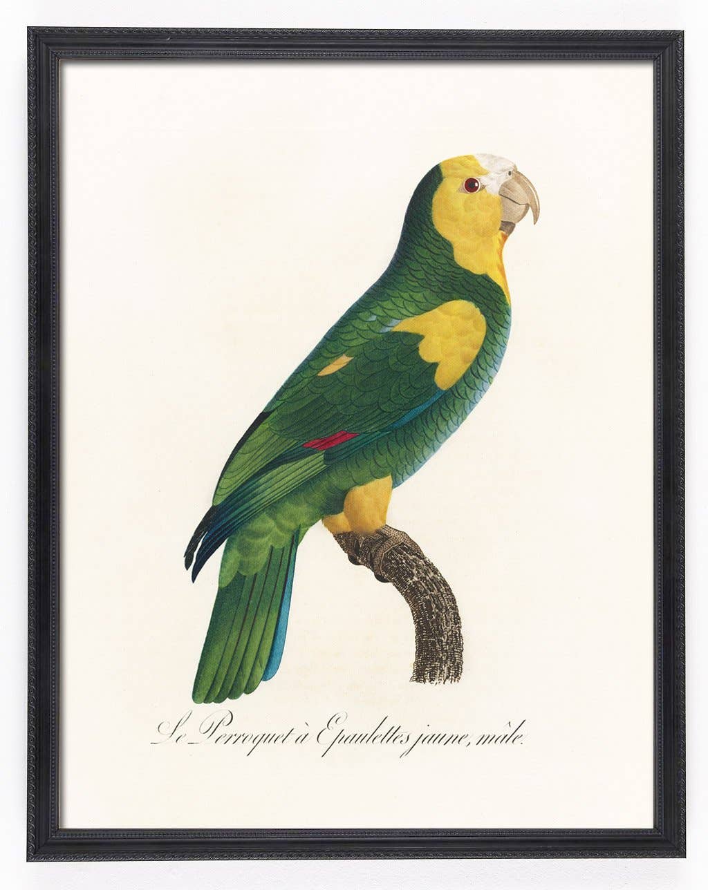 Capricorn Press - Wholesale Gallery wall set - Antique Parrot Print Set - set of 4, 8, or 1212