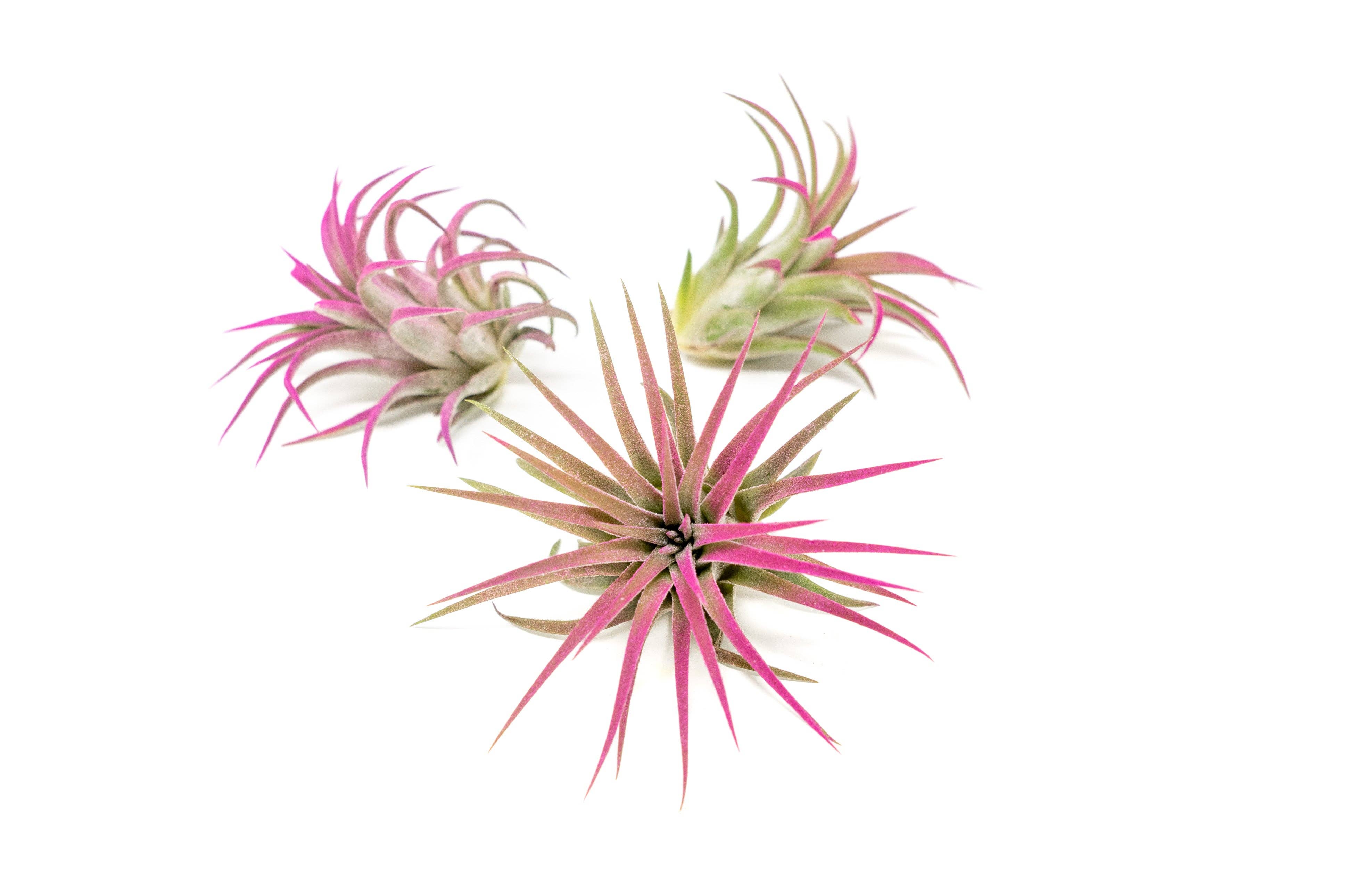 Air Plant Shop - Wholesale Live Plant - Color Enhanced Tillandsia Ionantha Rubra Air Plants27