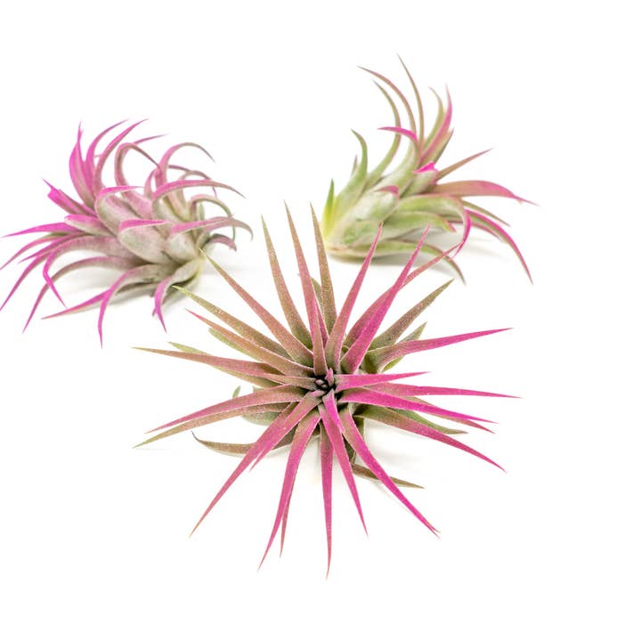 Air Plant Shop - Wholesale Live Plant - Color Enhanced Tillandsia Ionantha Rubra Air Plants27