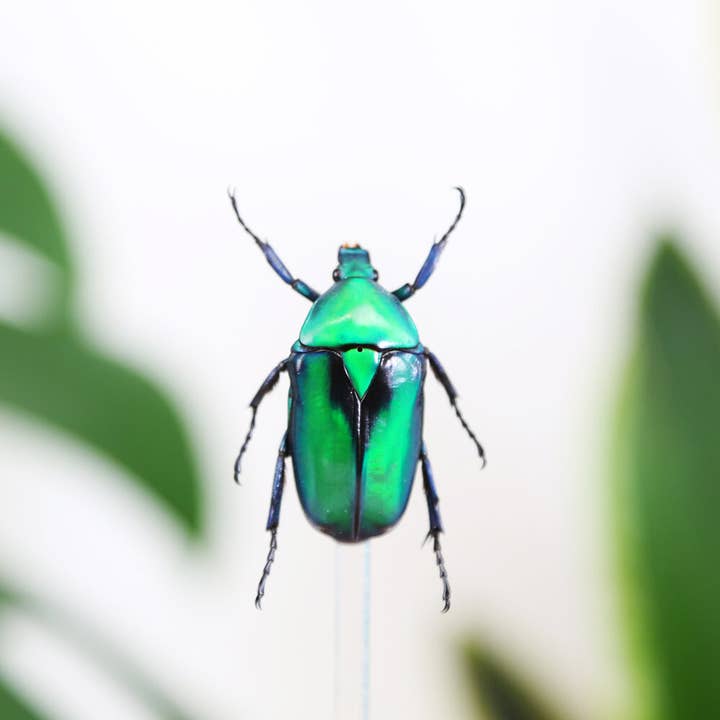 Curated Studio - Wholesale Decorative Tabletop Object - Green Shiny Scarab Beetle Taxidermy Bell Jar