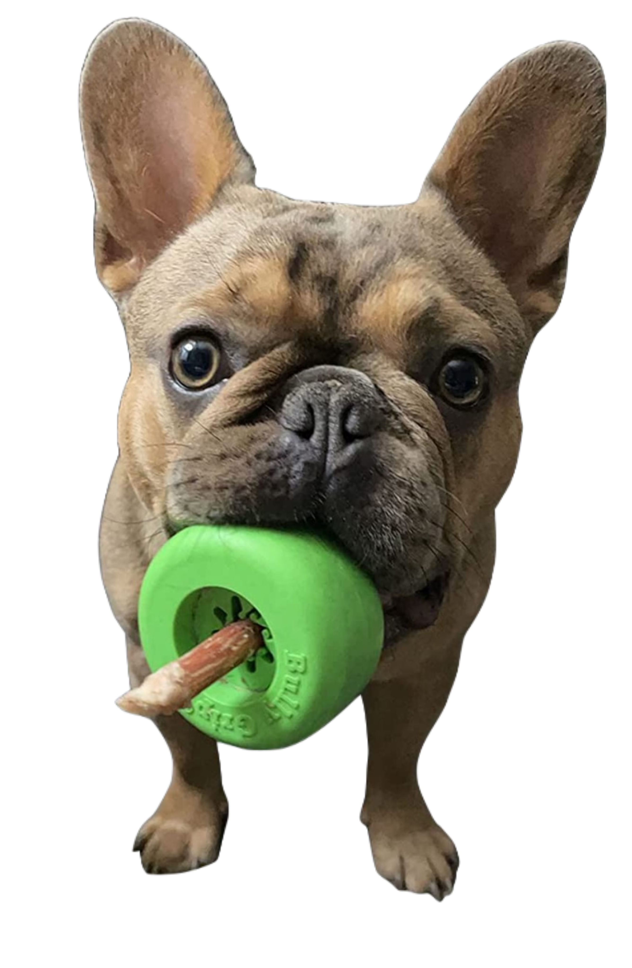 Bully Grip - Wholesale Pet Chew Toy - Dog - BullyGrip Classic Small9