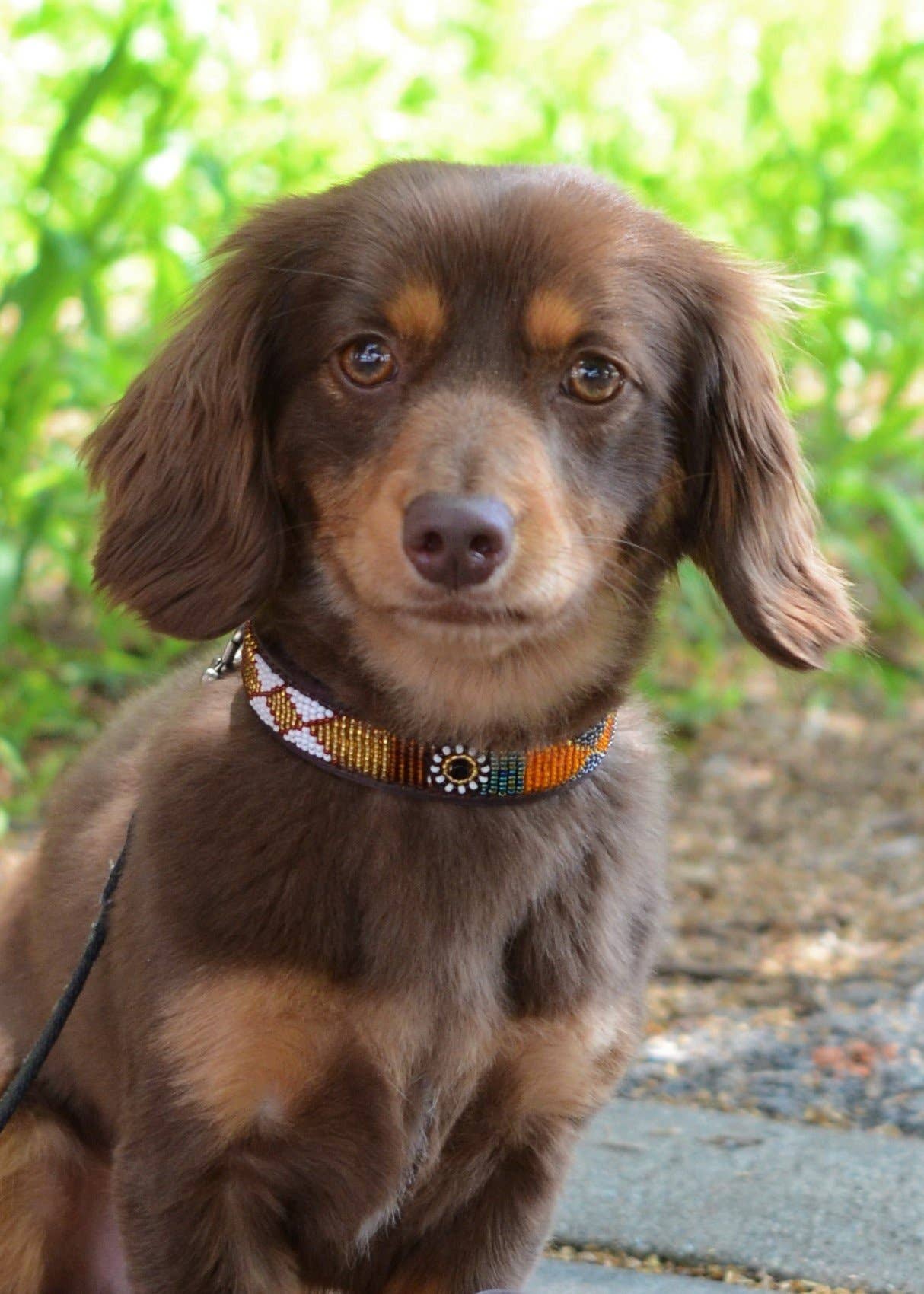 Her Best Foot Forward – coleira - Gato e cão por atacado – Coleira Savanna com miçangas artesanais Maasai4