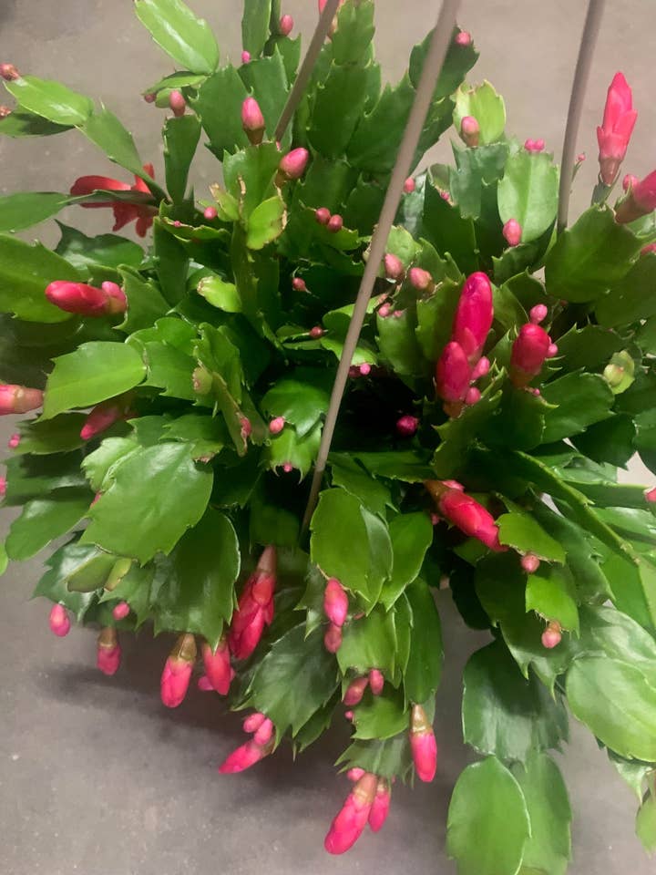 Verwurzelte Kaktuspflanzen in Hot Pink im Korb als Innendekoration und Geschenk für den Großhandel von UniqueMartandHome