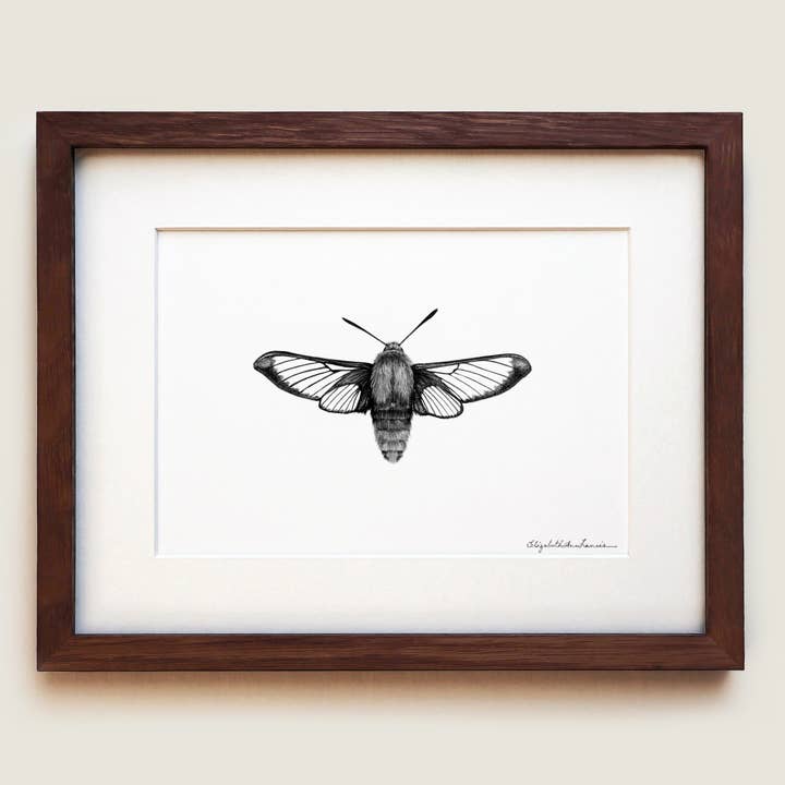 Hummingbird Clearwing Moth | Fine Art Print for wholesale by ElizabethAnnFrancis