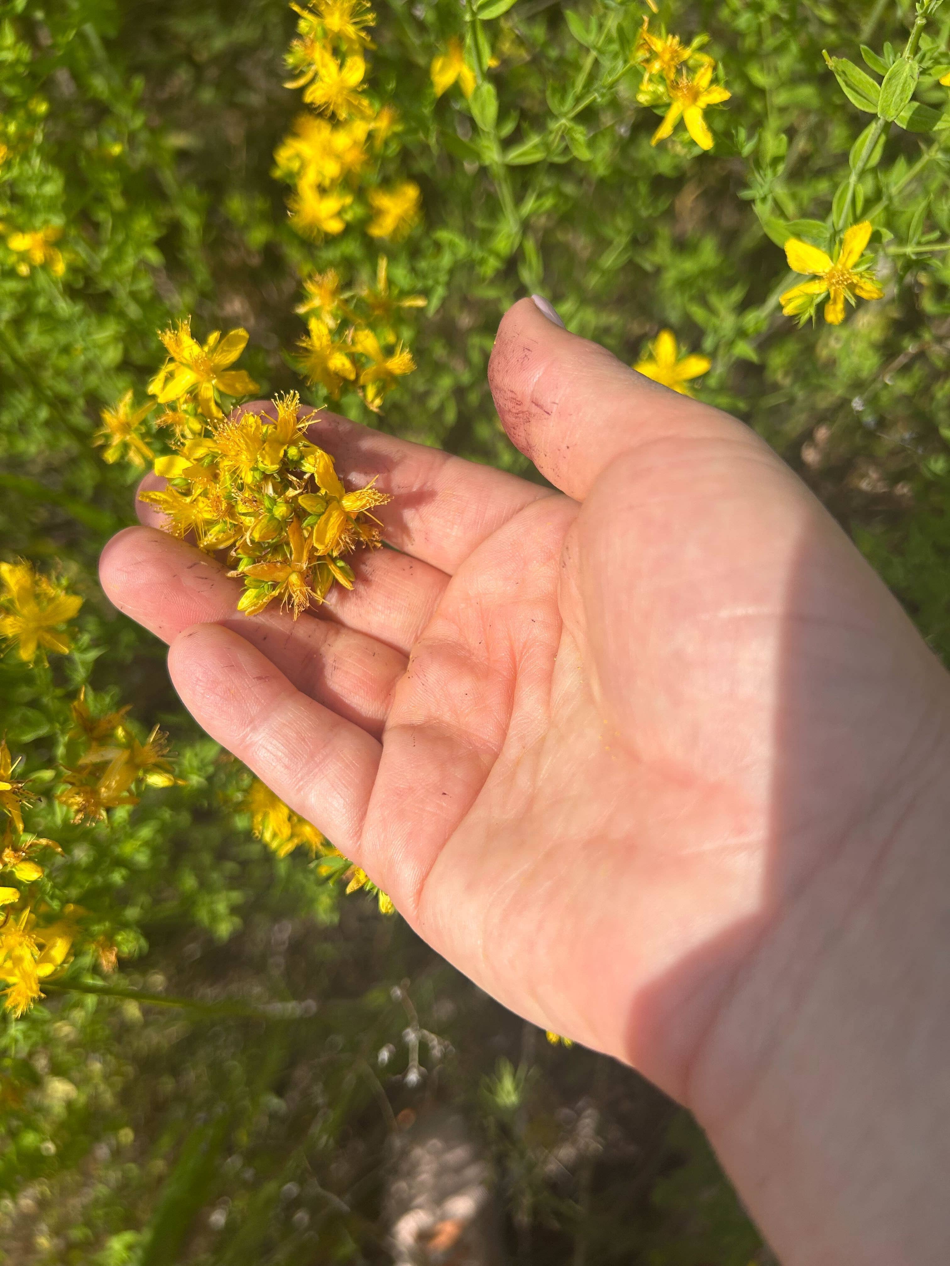 Golden Poppy Herbal Apothecary - Wholesale Bath/Body Oil - Saint (St.) John's Wort Flower Infused Olive Oil, Organic, 1oz bottle2