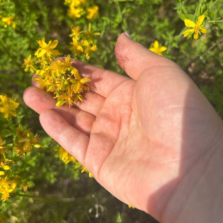 Golden Poppy Herbal Apothecary - Vente Huile pour le bain/corps - Saint (St.) Huile d'olive infusée à la fleur de millepertuis, biologique, bouteille de 1 oz2