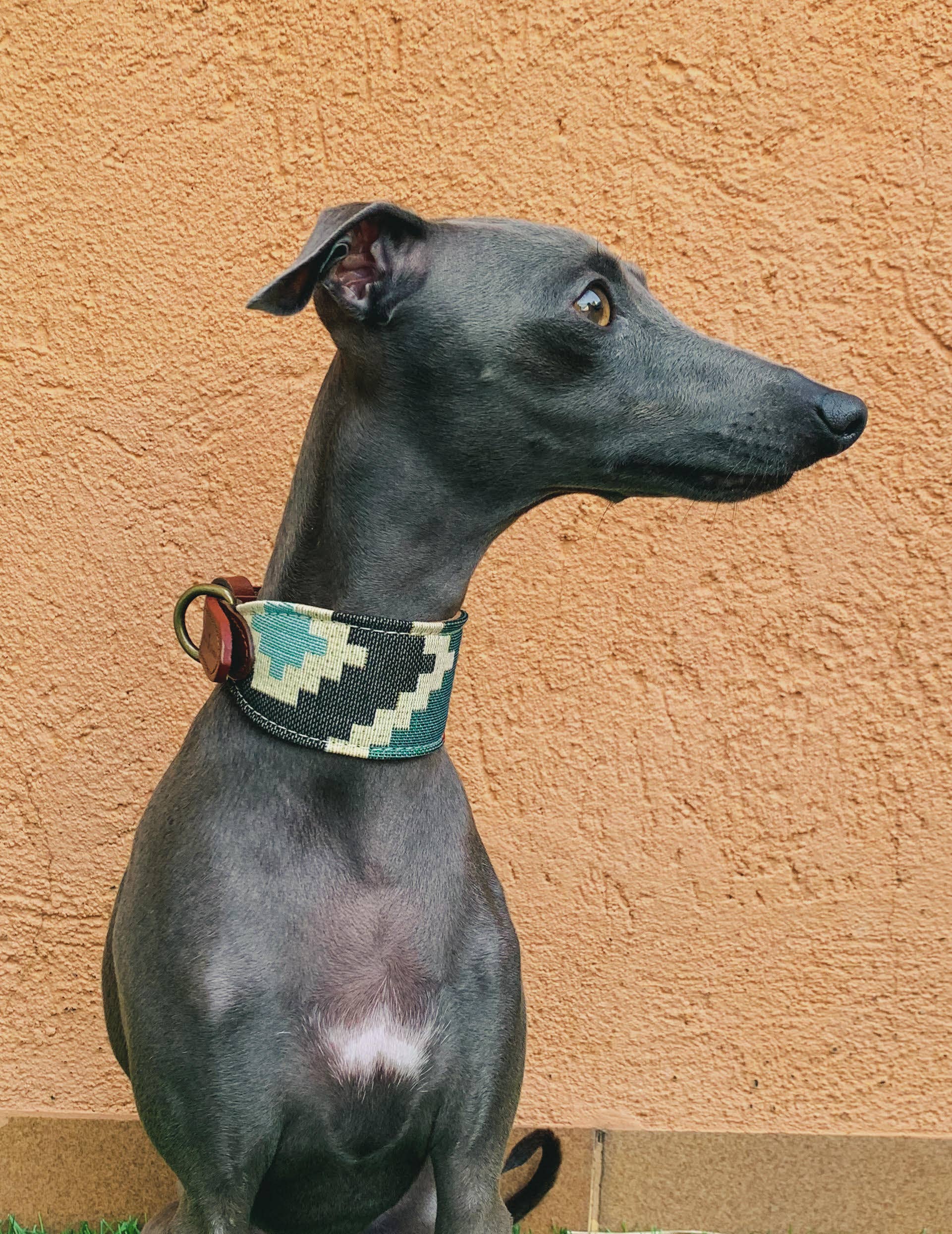 Ladran Gaucho - Wholesale Pet Collar - Dog - Pluto Galgo Necklace