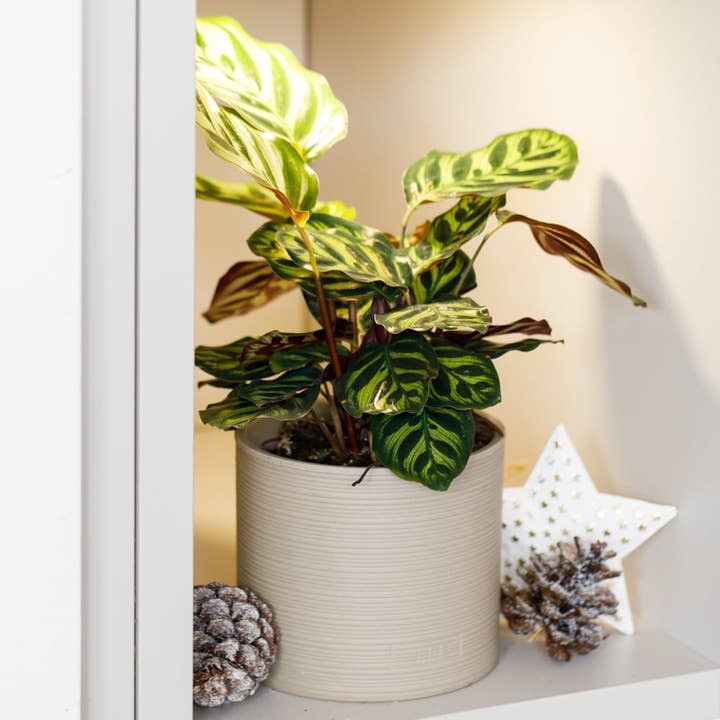 The Little Botanical – wholesale Live plant – Calathea Mix6