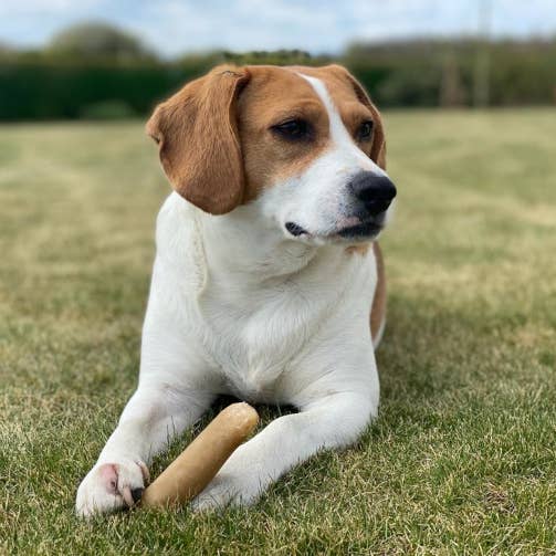 Real Pet Supplies - Wholesale Pet Treats - Dog - K2 Yak Chews 100% Natural Longer Lasting Dog Treats Medium1