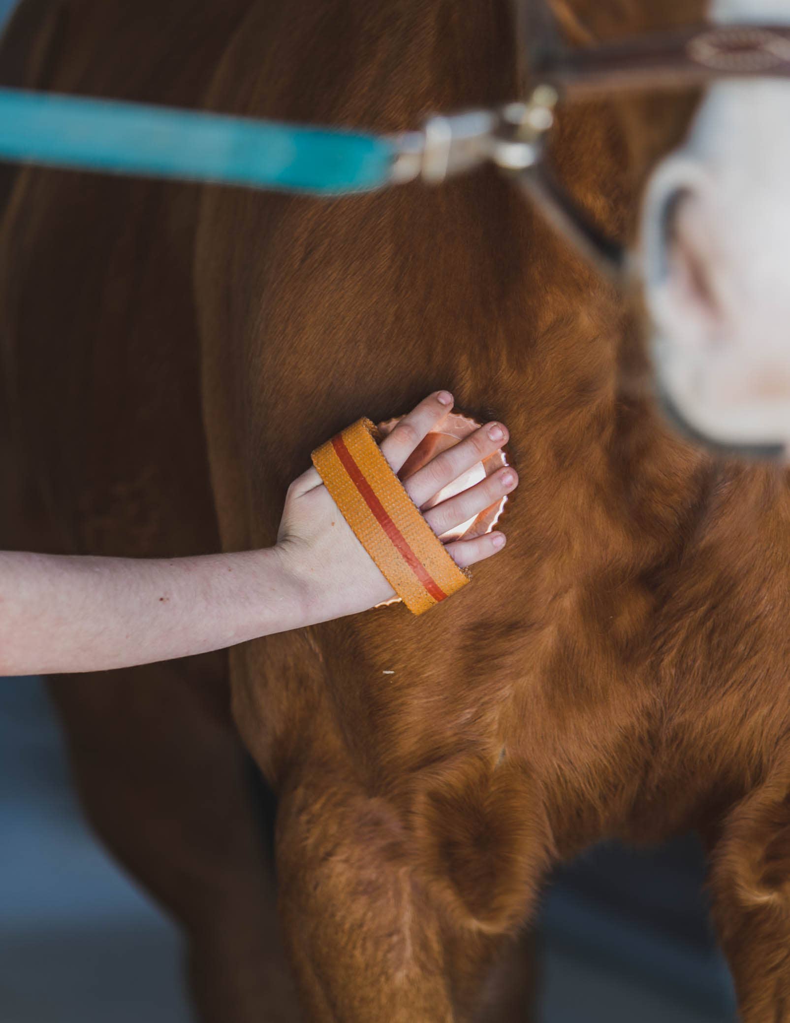 Kawell USA - Wholesale Horse Conditioner/Grooming Aid - Kawell Copper Curry Horse Brush3